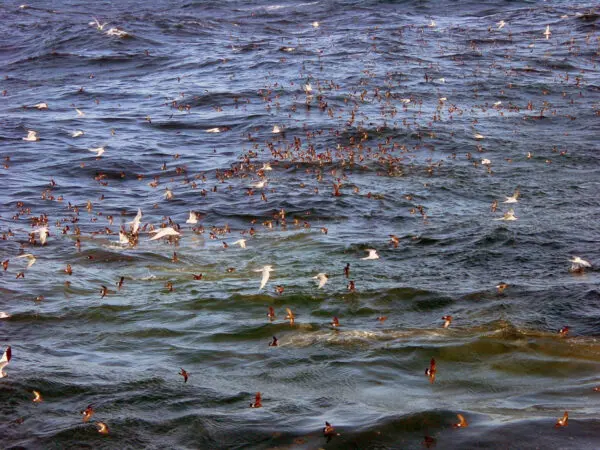 Photo by Eric Meesters - Pelagic hotspot 2